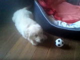 Un chiot Golden Retriever joue avec son ballon mais en a peur !