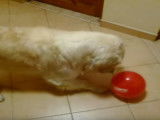 Golden Retriever tout fou de jouer avec un ballon de baudruche