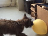 Un chiot Cairn Terrier joue avec un ballon de baudruche