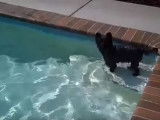 Un Cairn Terrier qui adore la piscine