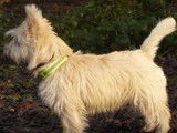 Sortie en forêt pour Dolbie un Cairn Terrier
