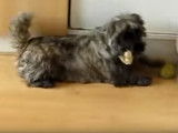 Un Cairn Terrier très joueur