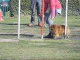 Un parcours d'agility pour un Spitz