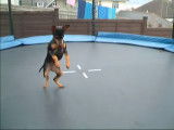 Un Pinscher nain qui fait du trampoline