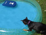 Un Pinscher nain s’amuse dans une piscine