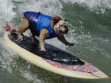 Un championnat international de surf pour chiens en Californie
