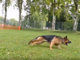 Course de leurre avec un Berger Allemand