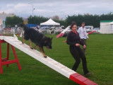 Parcours d'Agility pour un Berger Allemand