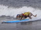 Un championnat international de surf pour chiens en Californie