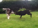 Un Malamute et un Rottweiler jouent ensemble