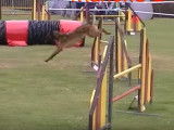 Parcours d'Agility pour un Berger Belge Malinois