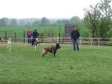 Parcours d'agility pour un Berger Belge Tervueren