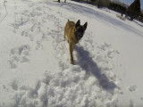 Un Berger Belge Malinois joue dans la neige