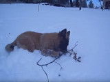 Un Berger Belge Tervueren joue dans la neige