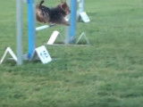 Parcours d'Agility pour un Yorkshire