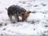 Un Yorkshire Terrier joue dans la neige