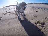 Un Beagle va à la plage équipé d'une GoPro