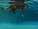 La nage du petit chien en images