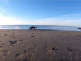Une journée à la plage pour ce Berger Allemand