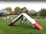 Parcours d'Agility pour un Berger Australien