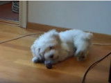 Un bichon havanais en plein jeu