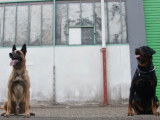 Rottweiler vs Berger Belge Malinois : qui est le plus fort pour attraper la balle ?