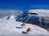 Des Saint-Bernards jouent ensemble au coeur de montagnes enneigées