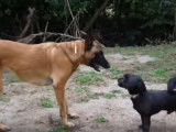 Un Caniche vs un Malinois