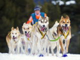 Un attelage de chiens en train de tirer un traîneau pendant une course