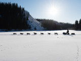 La Yukon Quest, course de chiens de traîneau mythique