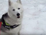 Un Husky Sibérien fête ses 6 ans dans la neige