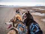 Les sports de traction canine sur terre : pulka verte, cani kart, cani cross...