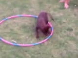Quand un chien apprend le hula hoop