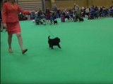 Affenpinschers lors d'une exposition canine