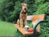 La vie paisible d'un Airedale Terrier dans un parc