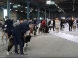 Exposition d'Akitas Américain