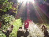 Un groupe d'Altdeutsche Schaferhund sort accompagné d'un quad