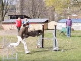 Une superbe course d'agilité exécutée par ce Barbu Tchèque