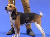Sélection Beagle-harrier - Championnat de France du chien de race