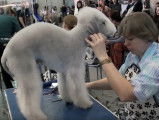 Toilettage d'un Bedlington Terrier avant une exposition canine