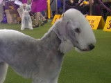 Exposition d'élégants Bedlington Terrier
