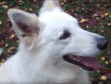Exercices d'obéissance avec un Berger Blanc Suisse