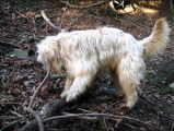 Un Berger Catalan promène en forêt
