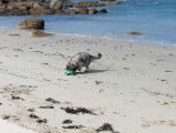 Un seau suffit pour que ce chien s'amuse comme un fou