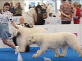 Exposition de Berger de Russie Méridionale
