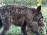 Une maman Berger Picard et ses chiots explorent un vaste jardin
