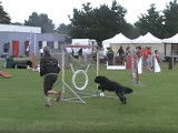 Berger Portugais lors d'un parcours d'obstacles