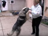 Un maître joue avec son Chien de Berger Roumain des Carpathes
