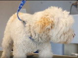 Préparer un Bichon Bolonais