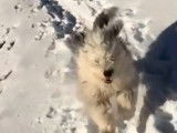 Vis ma vie : un Bobtail en Suisse